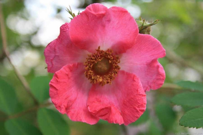 '<i>Rosa sweginzowii</i> 'Macrocarpa'' rose photo
