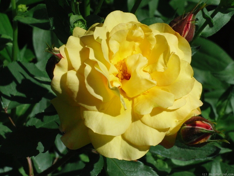 'Friesia (floribunda, Kordes 1973)' rose, click to enlarge 'Friesia (floribunda, Kordes 1973)' rose photo