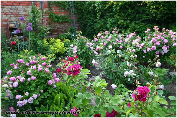 'Elfenrosengarten'  photo