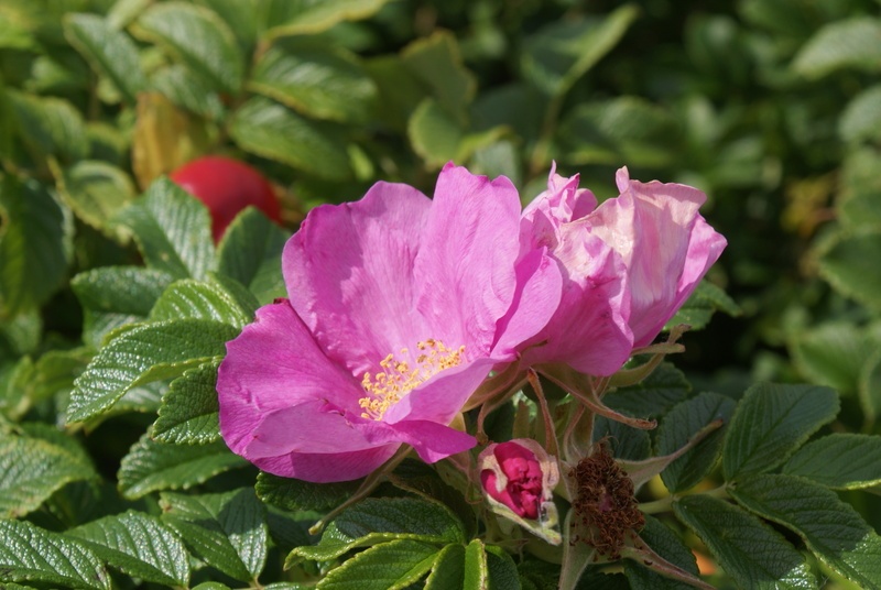 '<i>R. rugosa</i>' rose photo