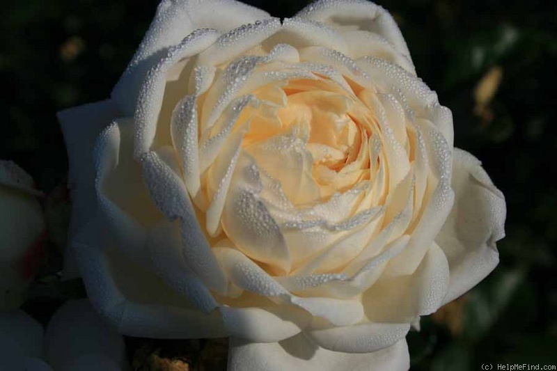 'White Gold 98' rose photo