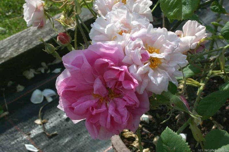 'York and Lancaster' rose photo