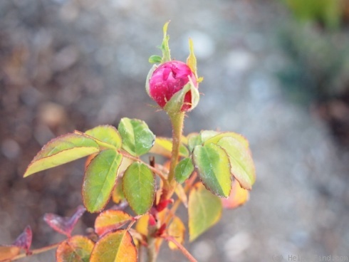 'Sydonie (damask Perpetual, Vibert, 1847)' rose photo