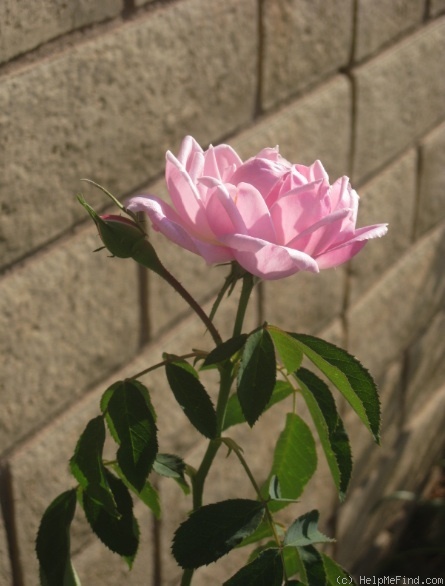 'Larry Daniels (hybrid perpetual, Liggett 1995)' rose, click to enlarge 'Larry Daniels (hybrid perpetual, Liggett 1995)' rose photo