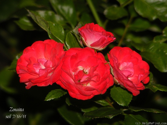 'Zenaitta' rose photo