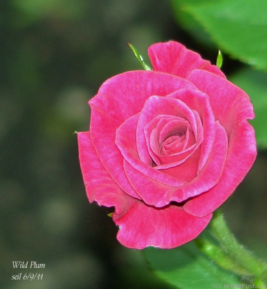 'Wild Plum ™' rose photo