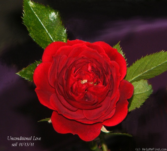 'Unconditional Love (miniature moss, Barden 2003)' rose photo