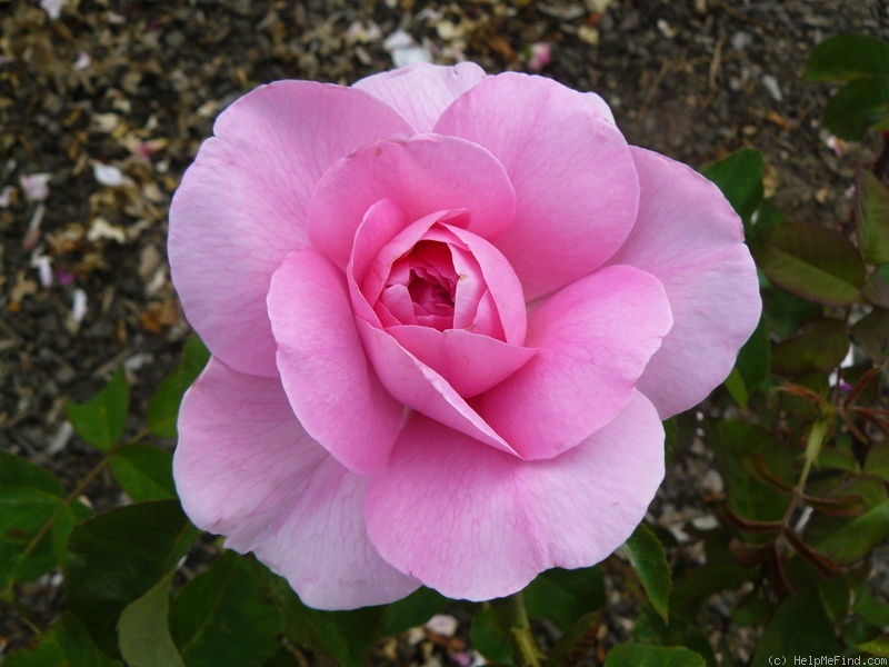 'Gertrude Jekyll ®' rose photo