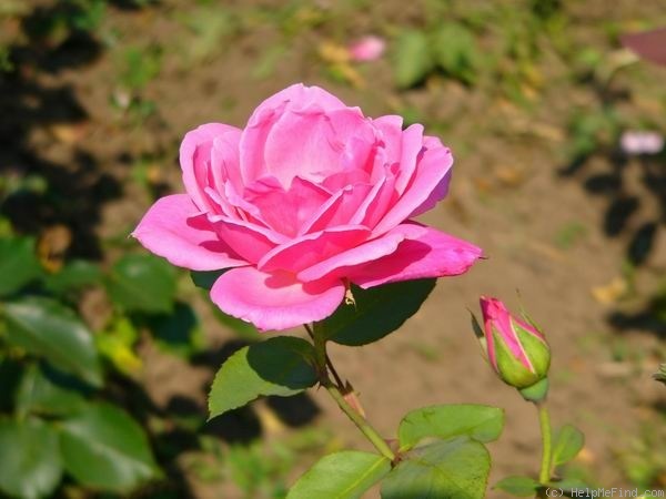 'Colonel Campbell Watson' rose photo
