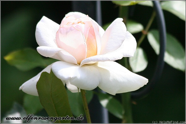 'New Dawn (large flowered climber, Dreer 1930)' rose photo
