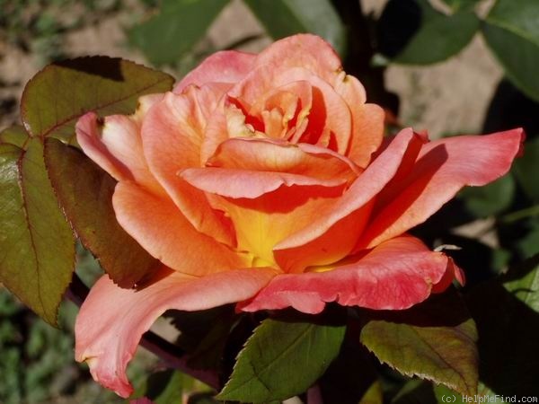 'Consul M. Mezin' rose photo