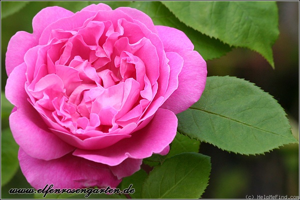 'Mary Rose ®' rose, click to enlarge 'Mary Rose ®' rose photo