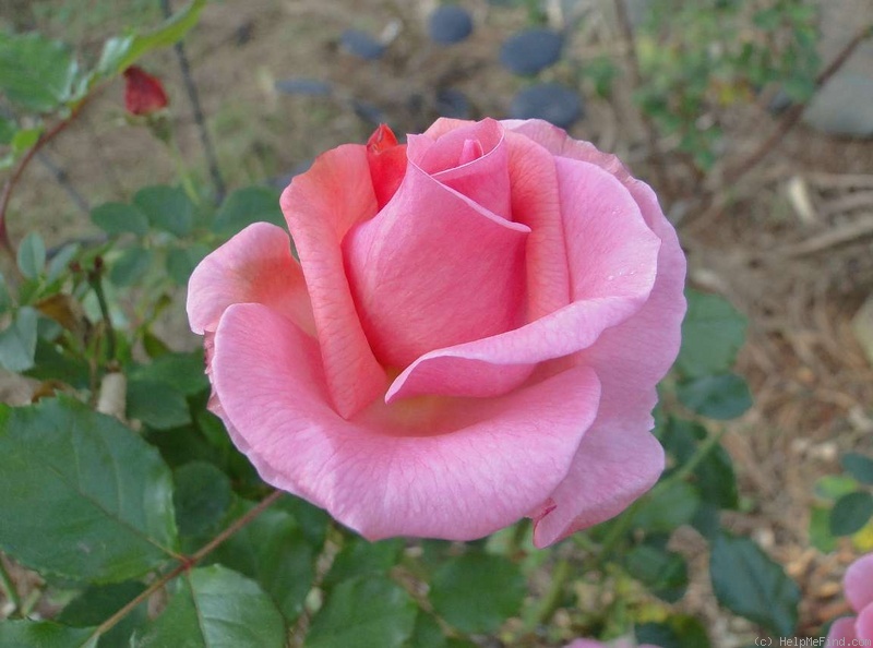 'Citrus Tease ™' rose photo