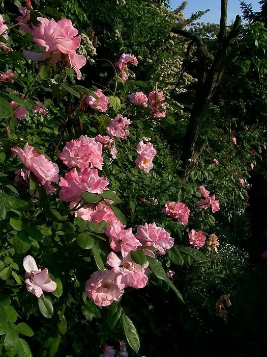 'Il Giardino dei Pigri (The Garden for the Lazy)'  photo