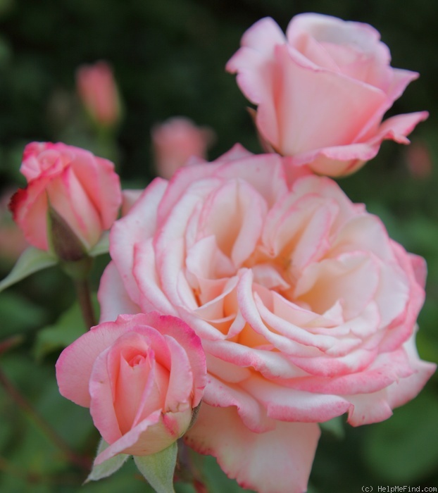 'Cicchetta Brunelli' rose photo
