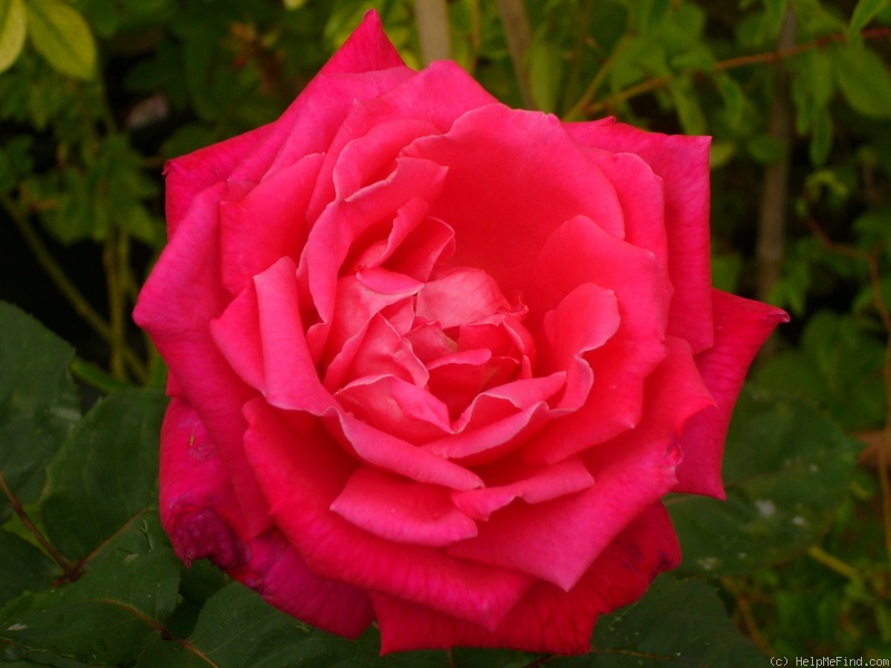 'Oscar Pantoli' rose photo