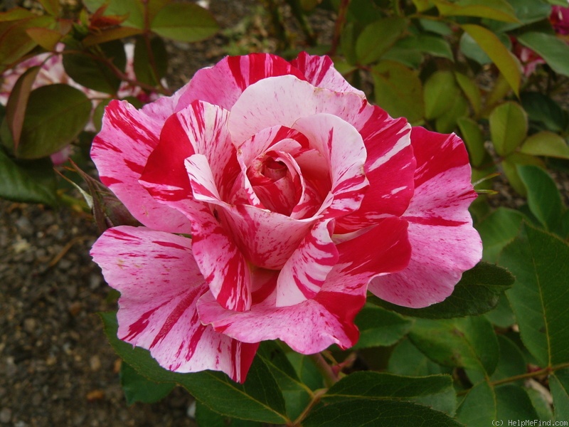 'Maurice Utrillo ™' rose photo