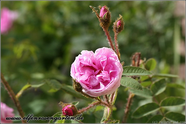 'Muscosa' rose photo