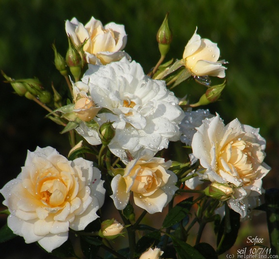 'Softee (miniature, Moore 1983)' rose photo