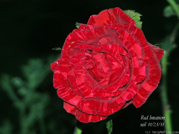 'Red Intuition' rose photo