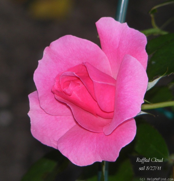 'Ruffled Cloud ™' rose photo