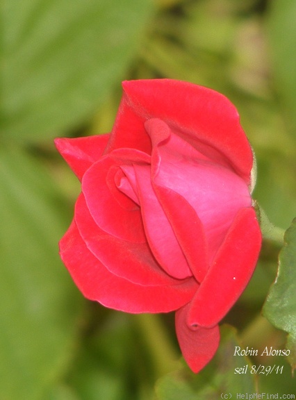 'Robin Alonso ™' rose, click to enlarge 'Robin Alonso ™' rose photo