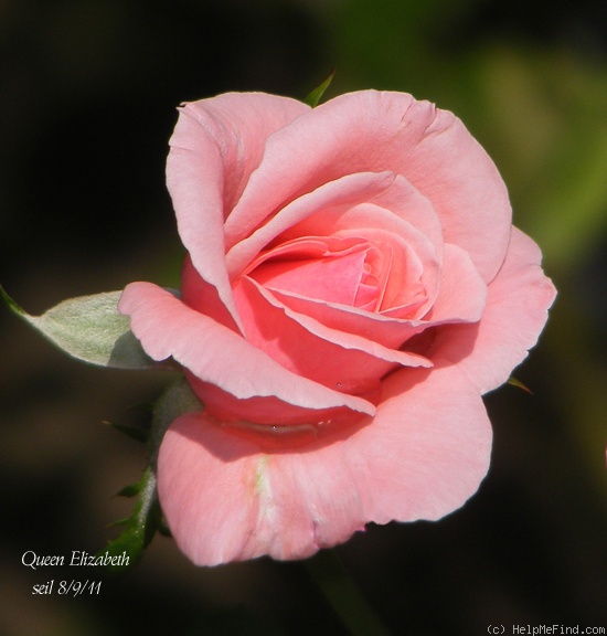 'Queen Elizabeth (Hybrid Tea, Lammerts before 1951)' rose photo