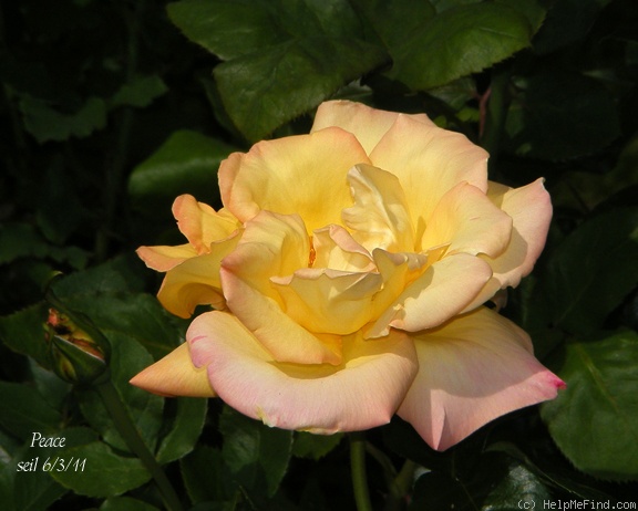 'Peace (hybrid tea, Meilland 1935)' rose photo