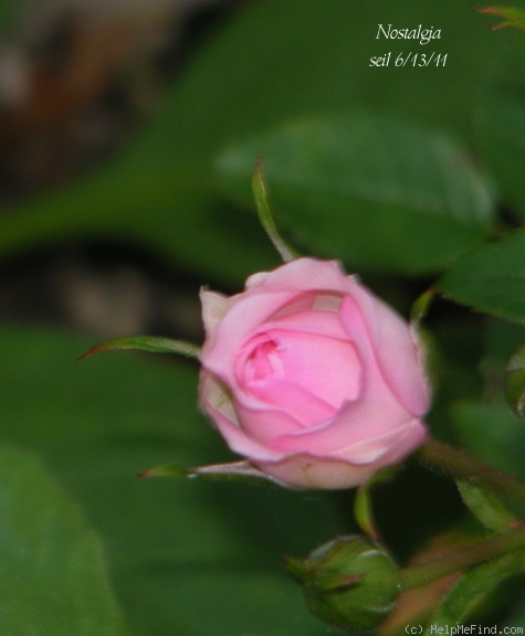 'Nostalgia ™ (miniature, Saville, 1989)' rose photo