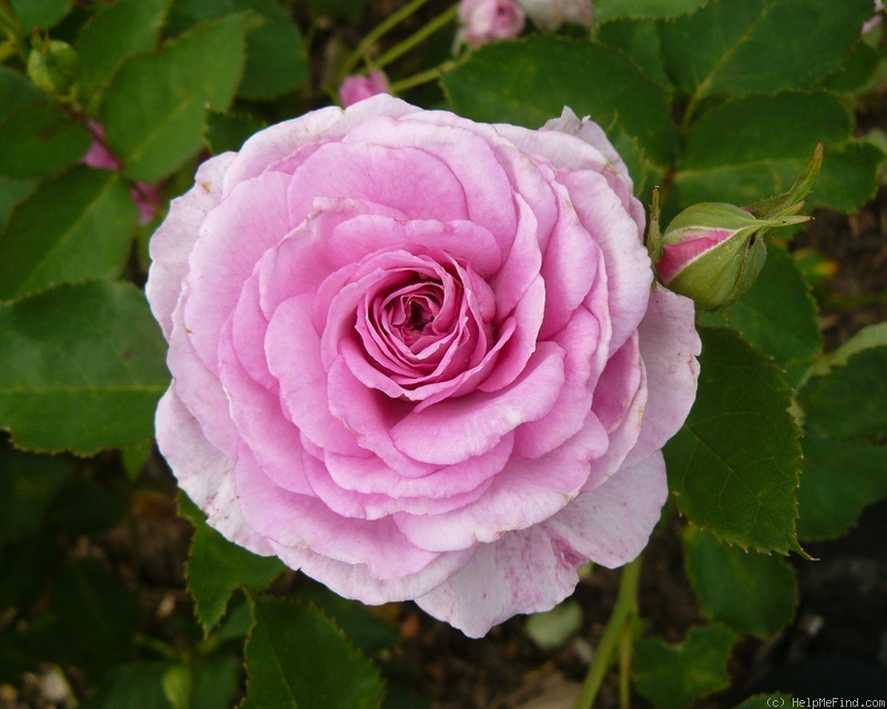 'Bonnie Babes' rose photo