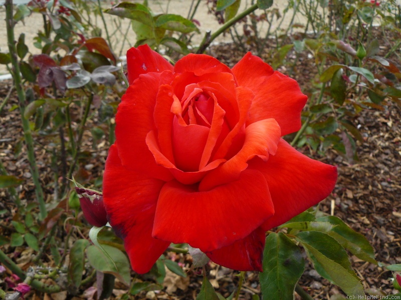 'Dolly Parton' rose photo