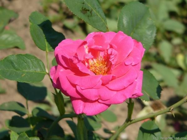 'Dominator' rose photo