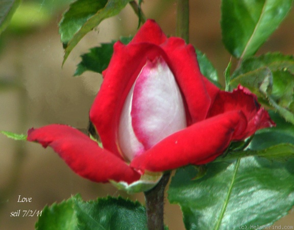 'Love (grandiflora, Warriner, 1977)' rose photo