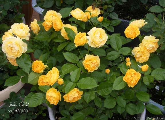 'Julia Child ™ (Floribunda, Carruth 2004)' rose photo