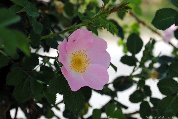 '<i>Rosa canina</i> 'hibernica'' rose photo