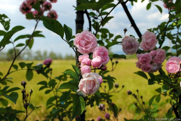 'Perle vom Wienerwald' rose photo