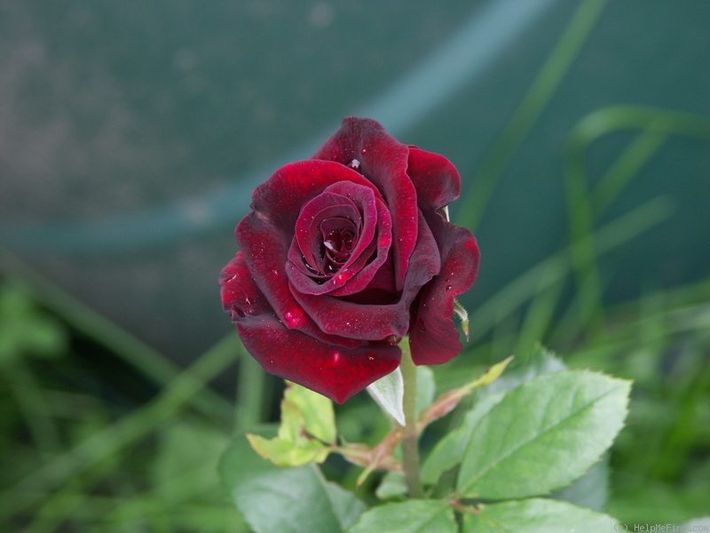 'Oklahoma (Hybrid Tea, Swim & Weeks, 1963)' rose photo