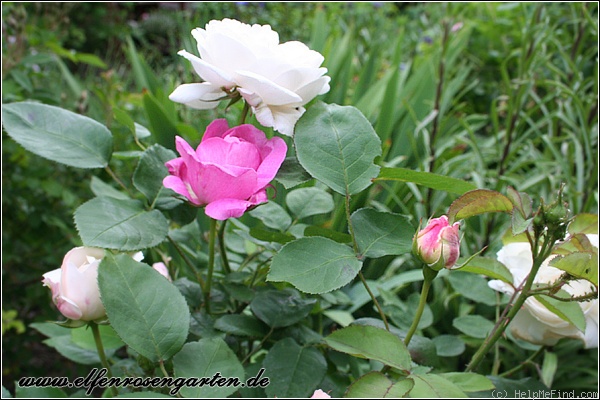 'Winchester Cathedral ®' rose photo