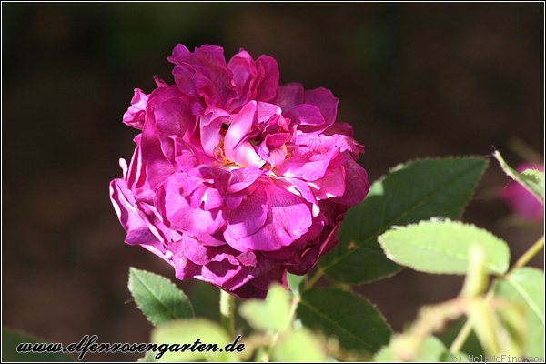 'Belle de Crécy (Gallica, Roeser, 1829)' rose photo