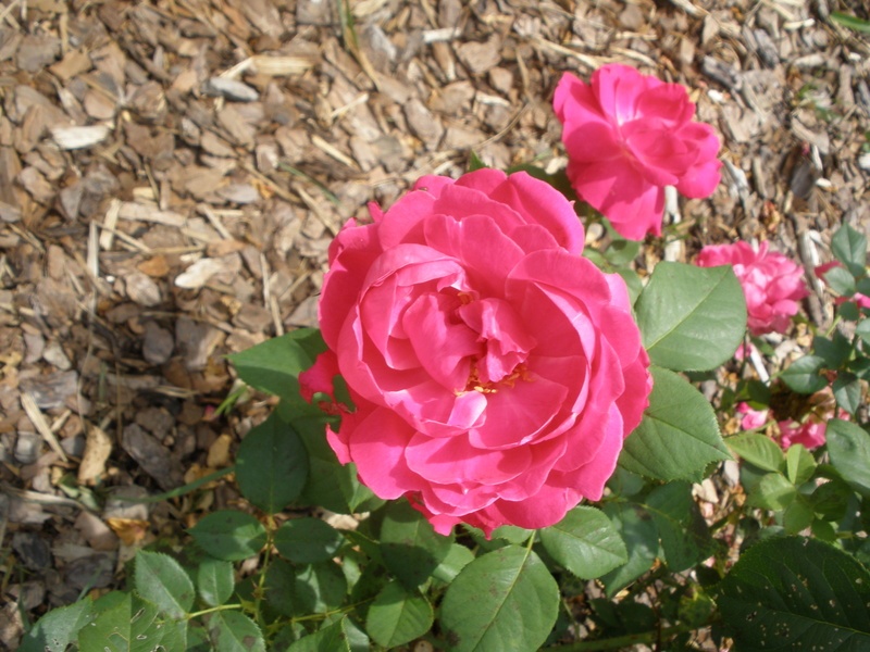 'Duc de Guiche'  photo