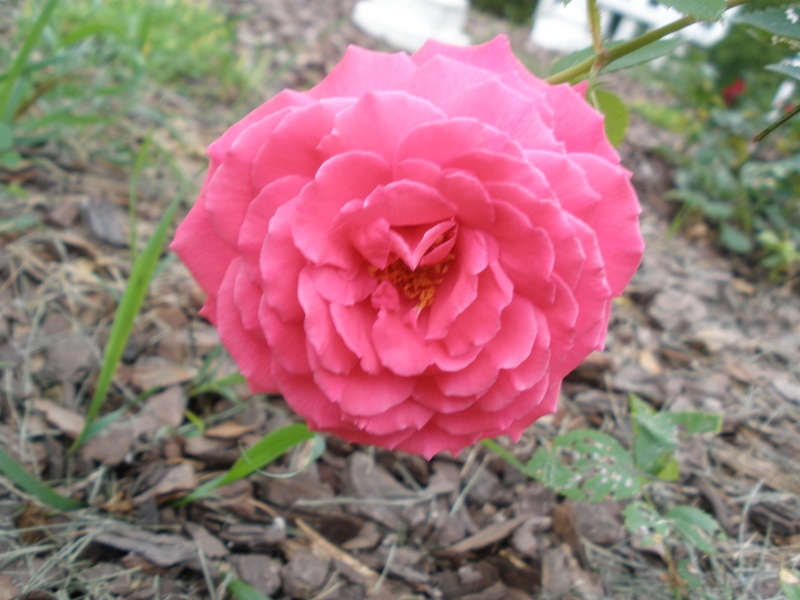 'Duc de Guiche'  photo