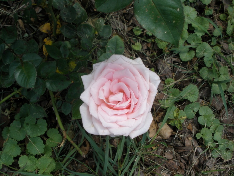 'Duc de Guiche'  photo