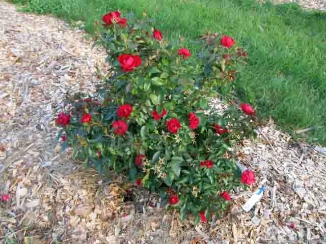 'Milano ® (floribunda, Kordes, 2001)' rose photo