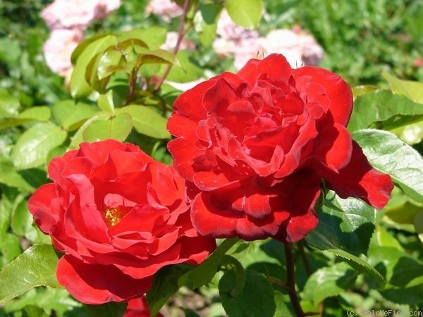 'Feuerschein' rose photo