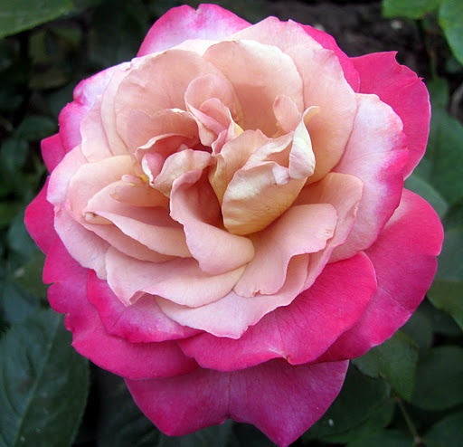 'Brownie (floribunda, Boerner 1958)' rose photo