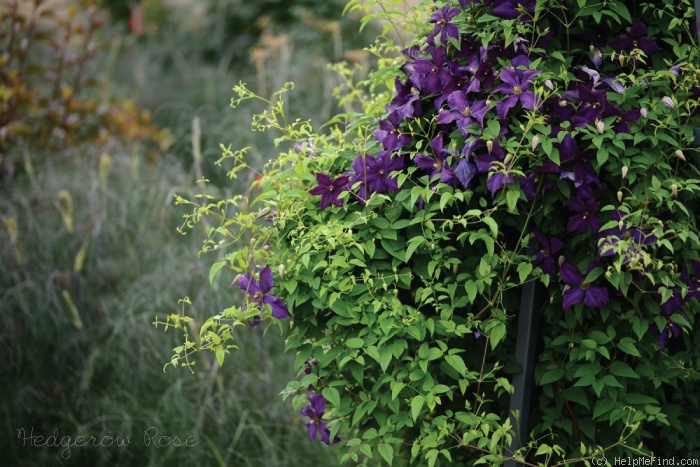 'Polish Spirit' clematis photo