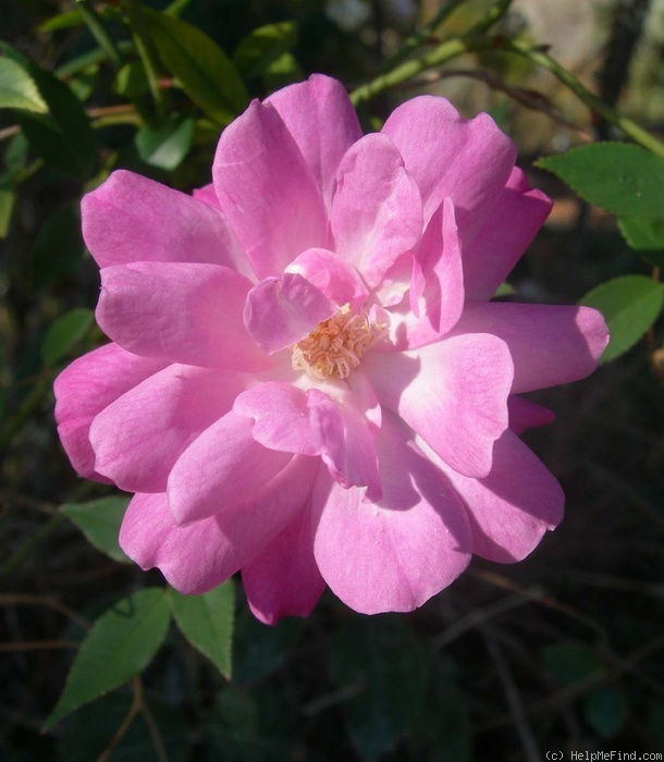 'R. rouletii' rose photo