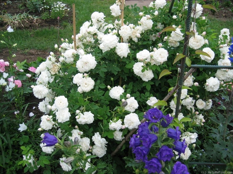 'Madame Plantier (hybrid noisette, Plantier, 1835)' rose photo