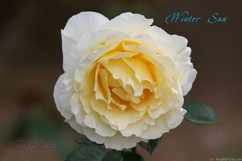 'Winter Sun ® (Hybrid Tea, Kordes 2001)' rose photo