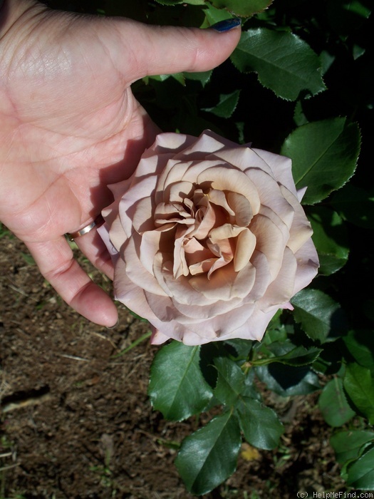 'Koko Loco (Floribunda, Bedard, 2010)' rose photo